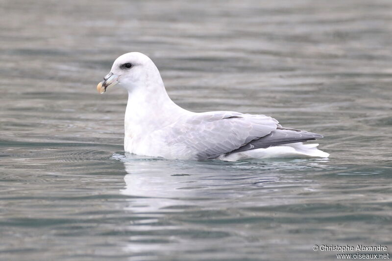 Fulmar boréaladulte