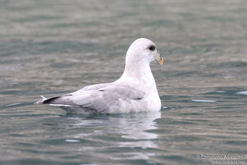 Fulmar boréaladulte