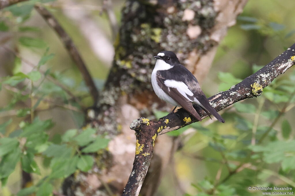 Gobemouche noir mâle adulte