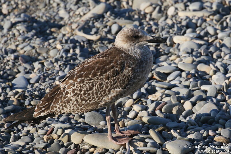 Yellow-legged GullFirst year