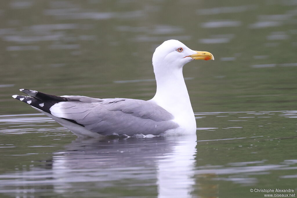 Yellow-legged Gulladult