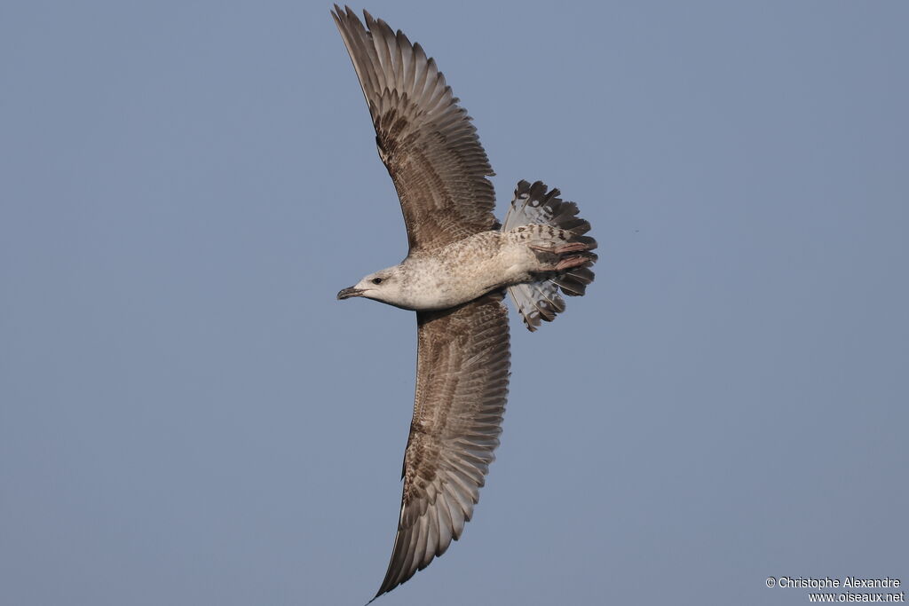 Goéland leucophée2ème année