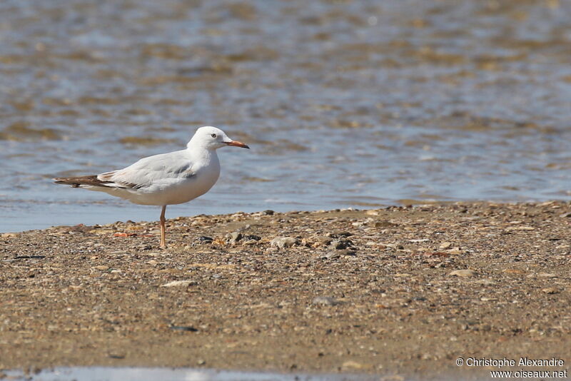 Slender-billed Gullimmature