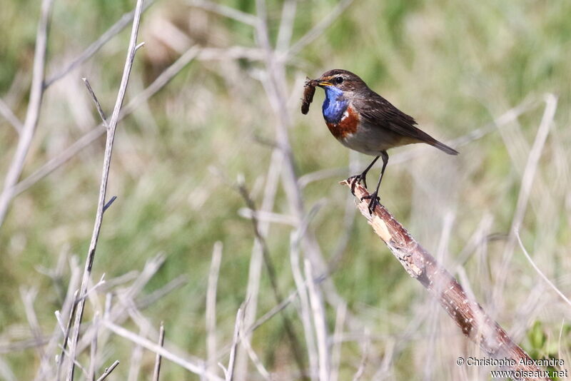 Bluethroat male adult breeding, Reproduction-nesting