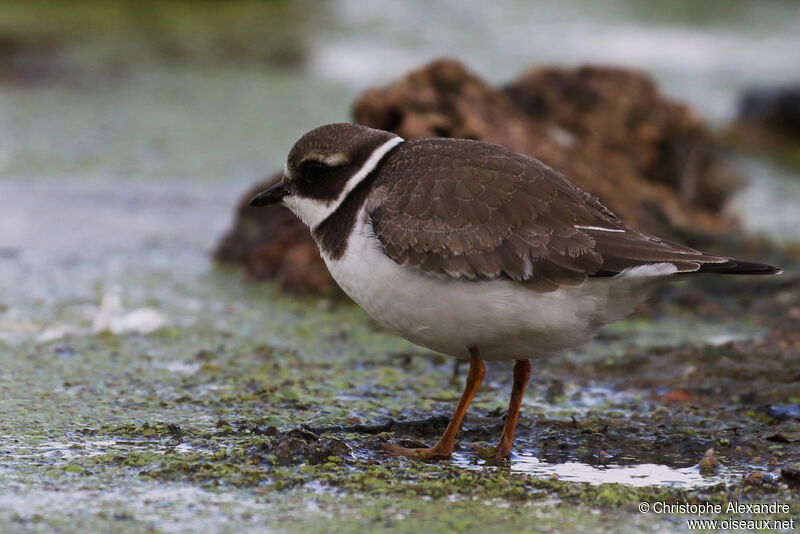 Common Ringed PloverFirst year