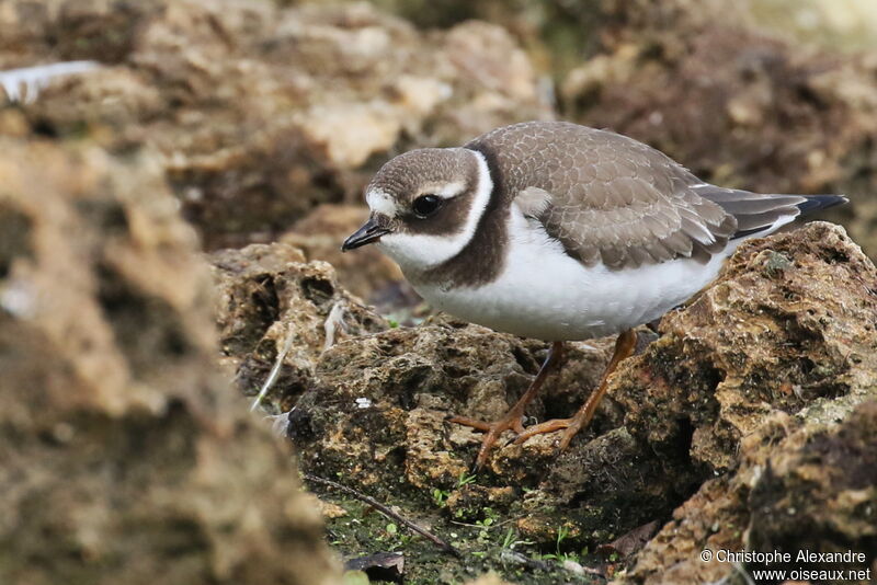 Common Ringed PloverFirst year