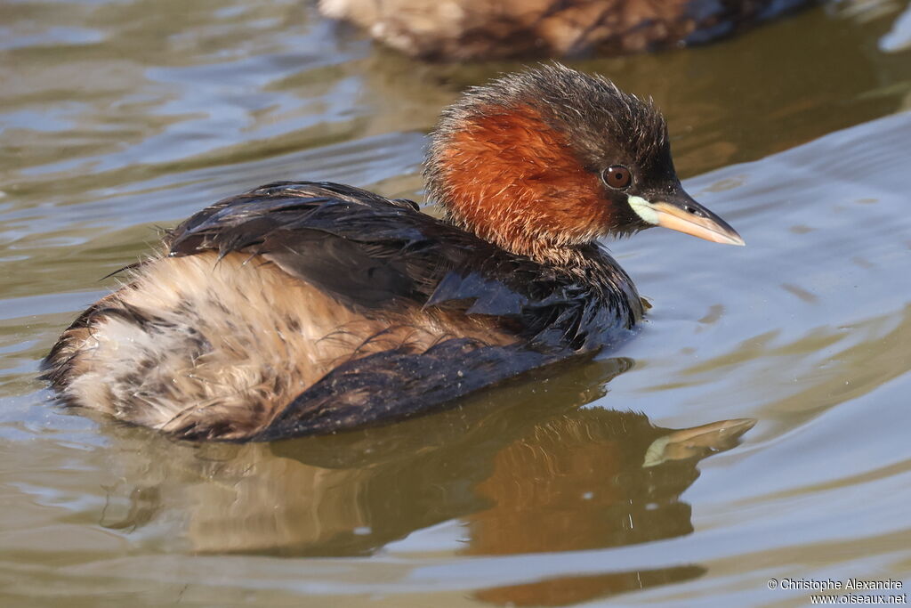 Little Grebeadult breeding