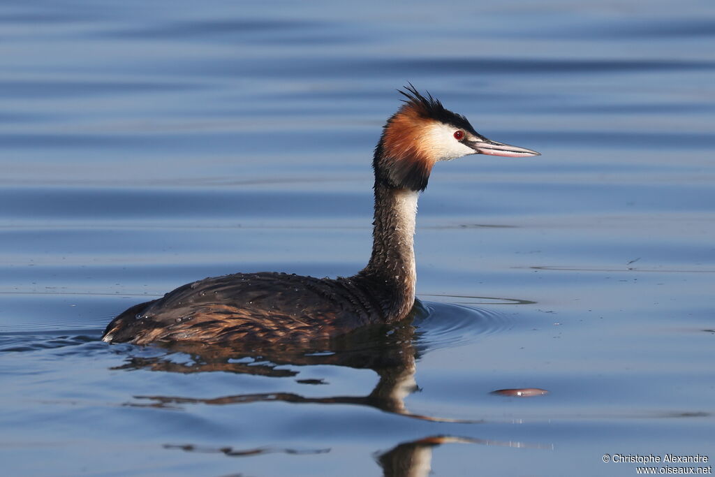 Great Crested Grebe