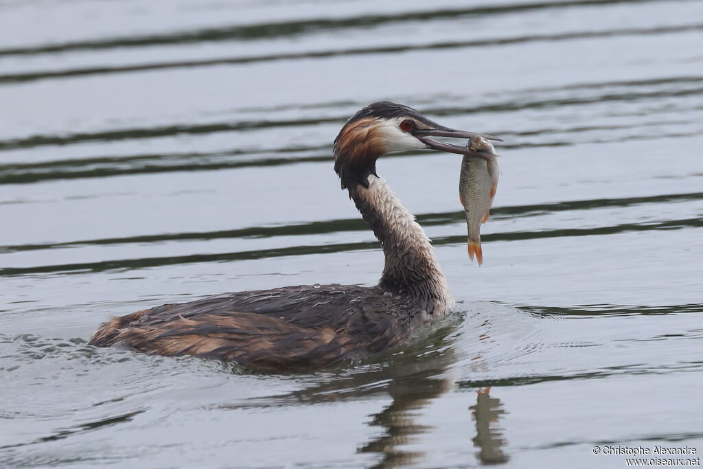 Great Crested Grebe