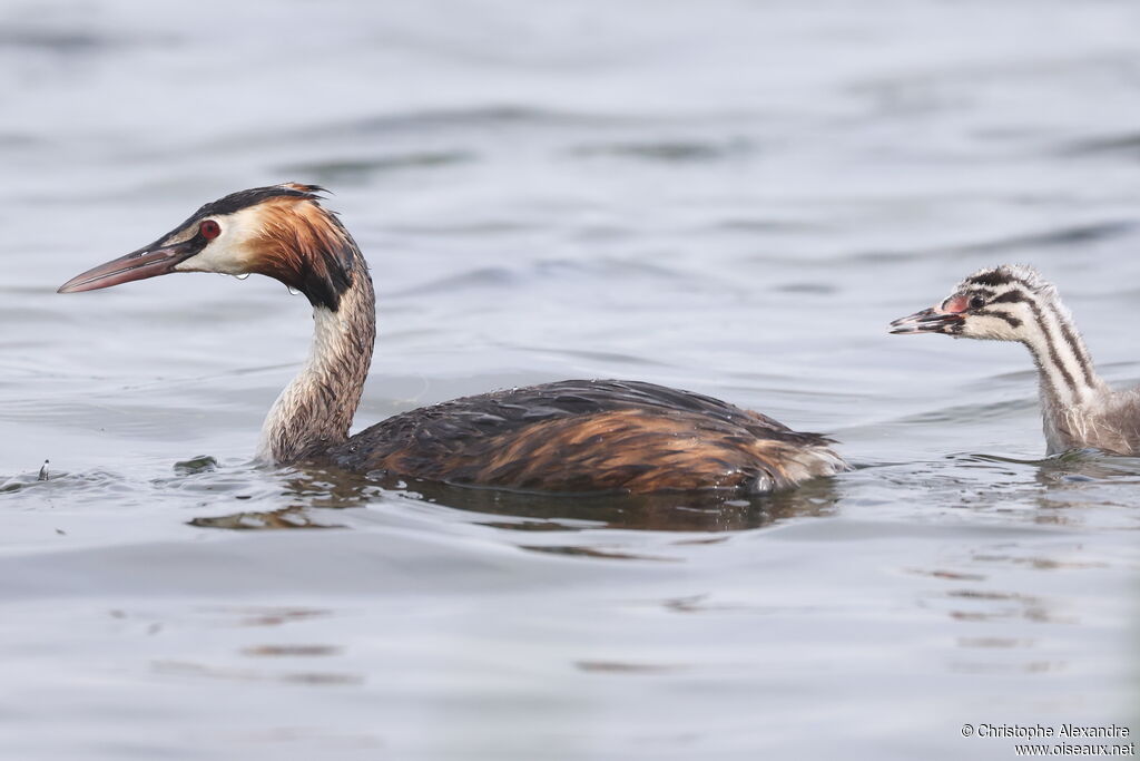 Great Crested Grebe