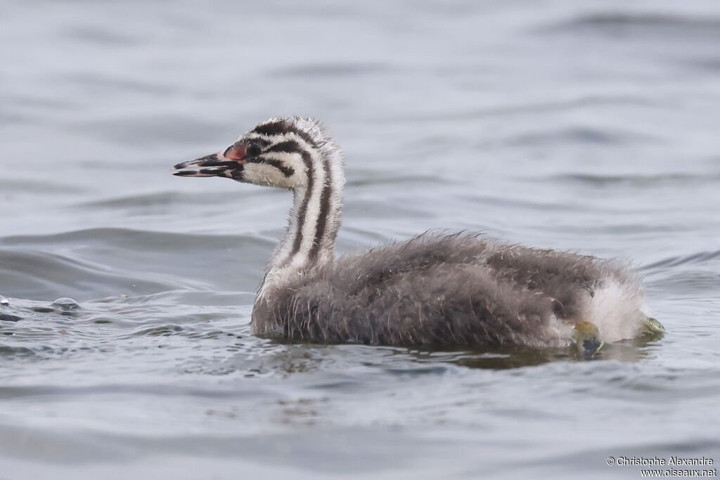 Grèbe huppéPoussin