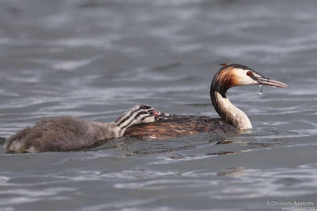 Grèbe huppé