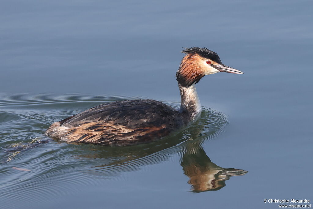 Grèbe huppéadulte nuptial