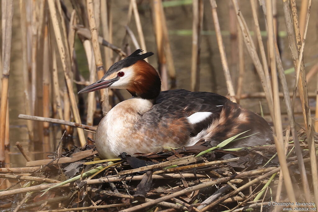 Grèbe huppé femelle adulte, Nidification