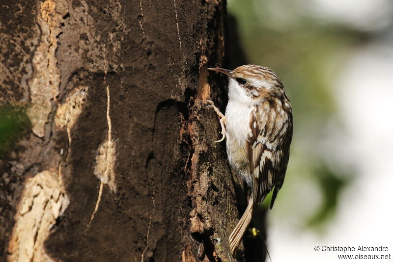 Short-toed Treecreeperadult