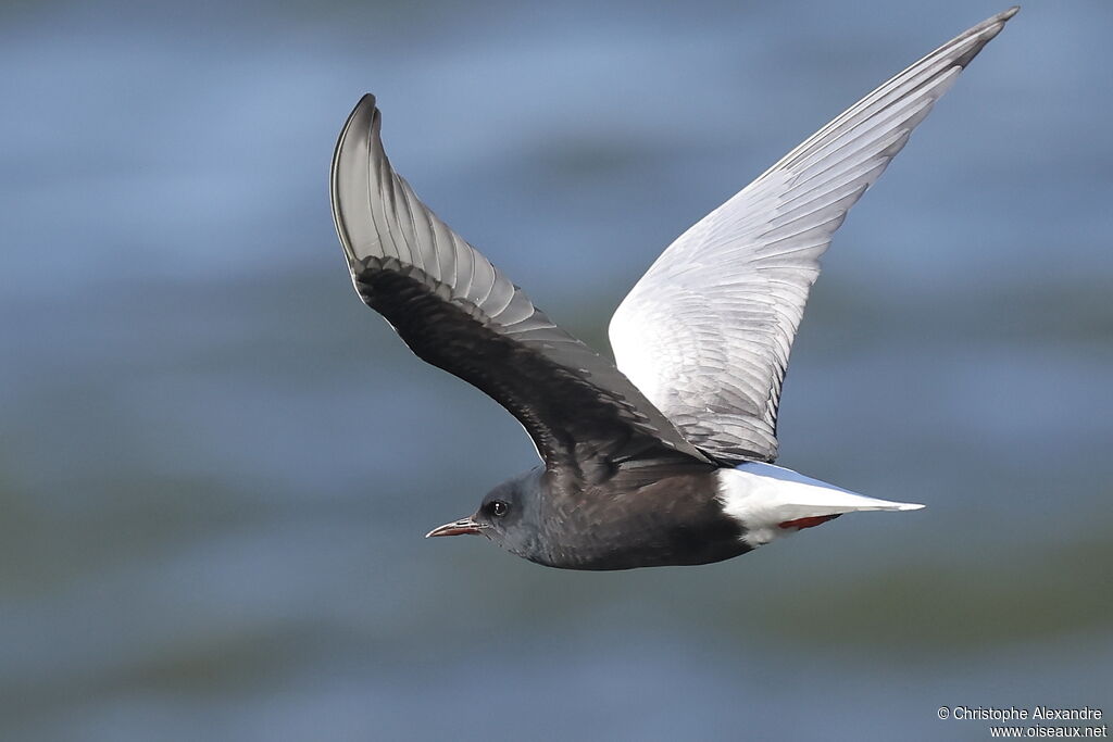 Guifette leucoptère