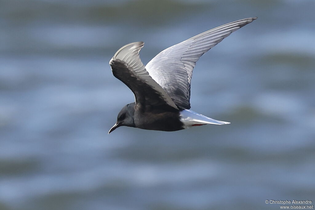 Guifette leucoptère