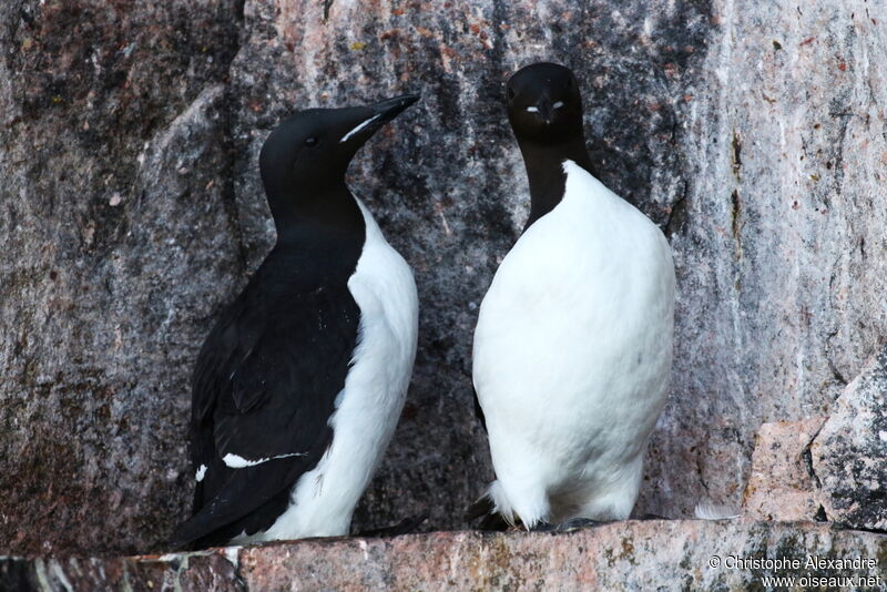 Guillemot de Brünnichadulte