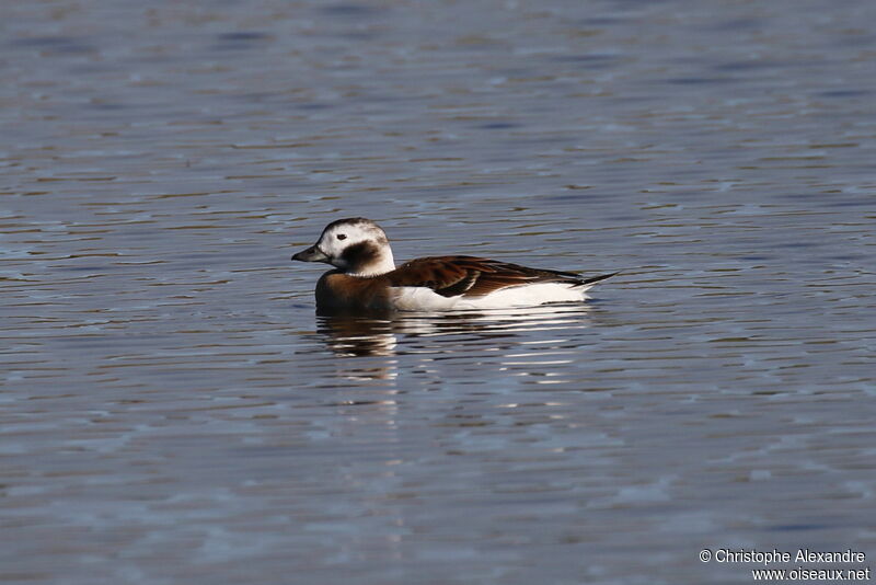 Long-tailed Duck female adult post breeding