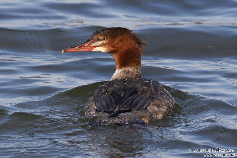 Common Merganser female First year