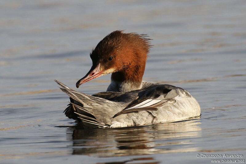 Common Merganser female