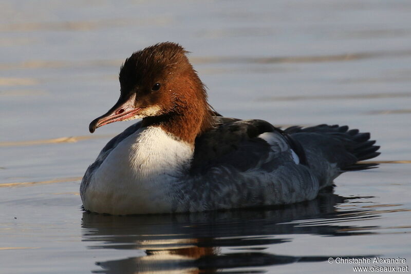 Common Merganser female