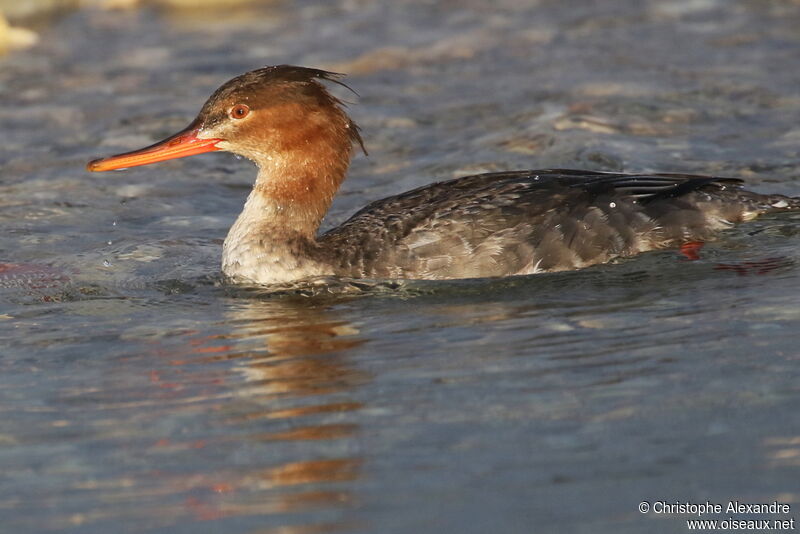 Red-breasted Merganser female adult post breeding