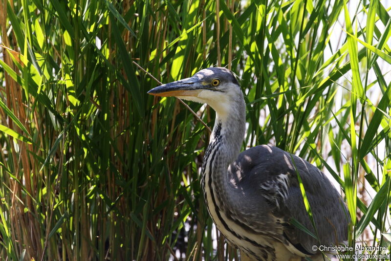 Grey Heronadult