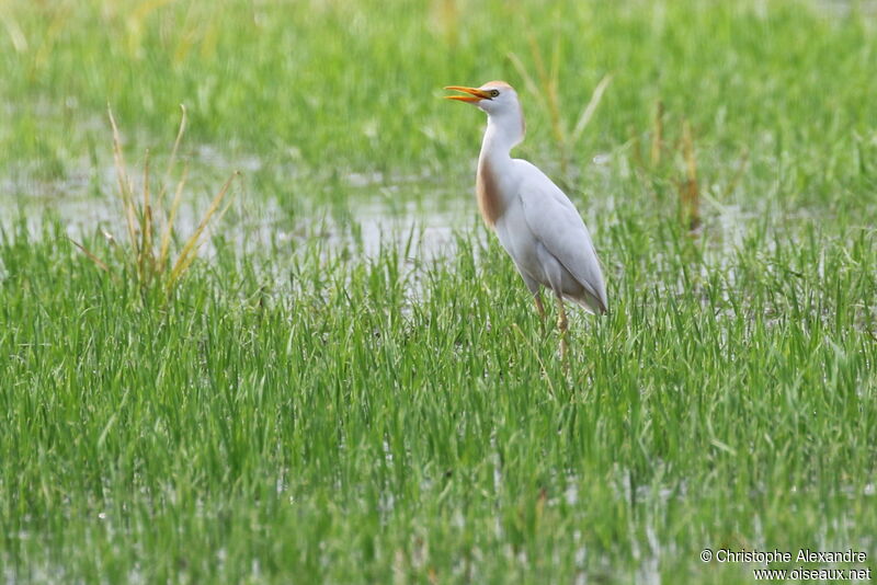 Western Cattle Egretadult