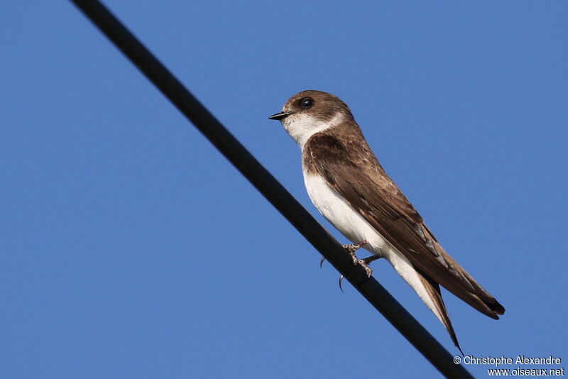 Sand Martinadult