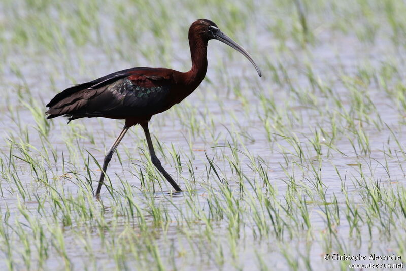 Ibis falcinelleadulte