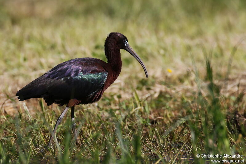 Glossy Ibis