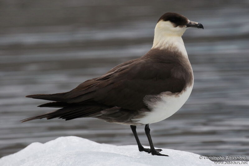 Parasitic Jaegeradult