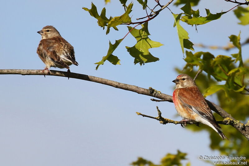 Common Linnetadult