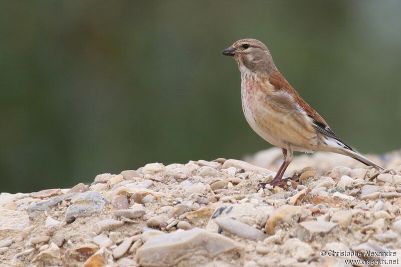 Linotte mélodieuse mâle adulte