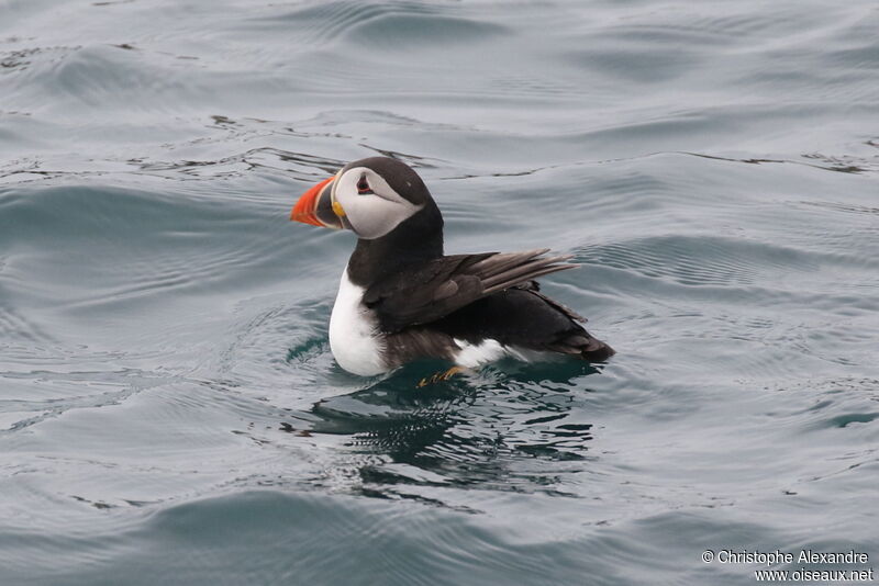 Atlantic Puffinadult breeding