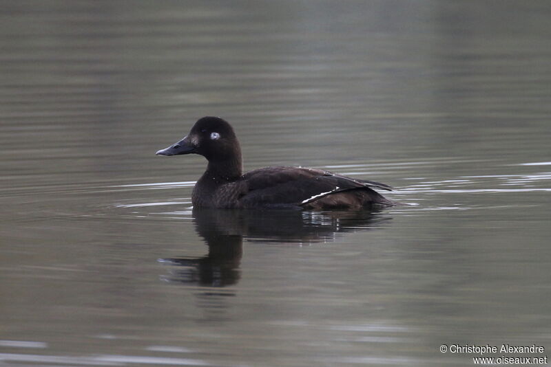 Macreuse brune femelle