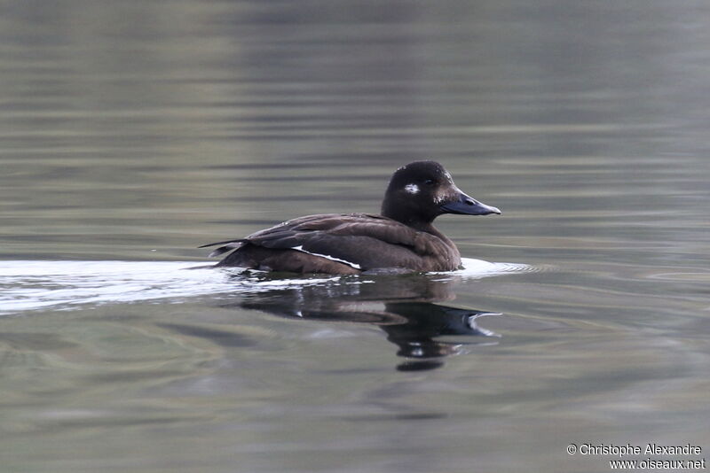 Velvet Scoter female