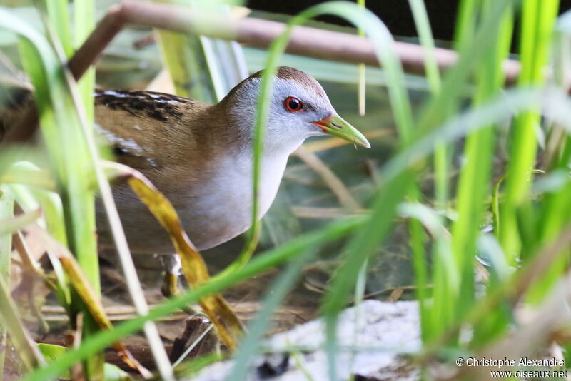 Little Crake female adult