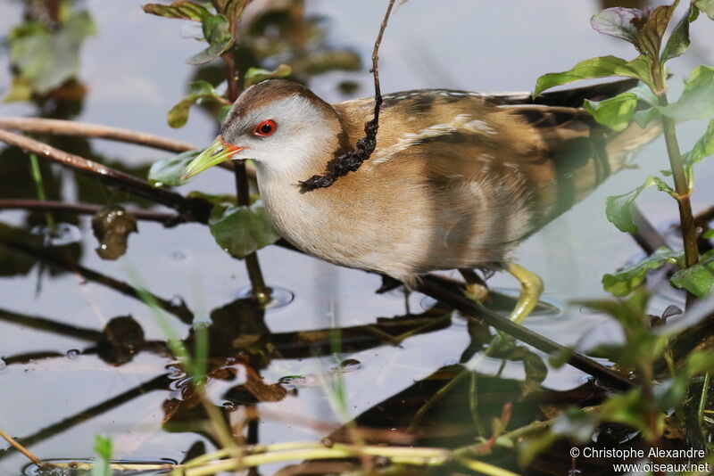 Little Crake female adult