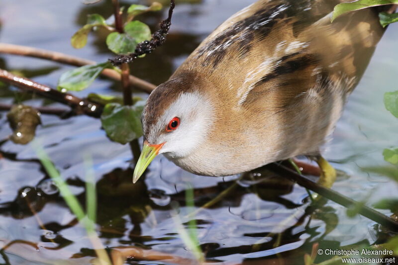 Little Crake female adult