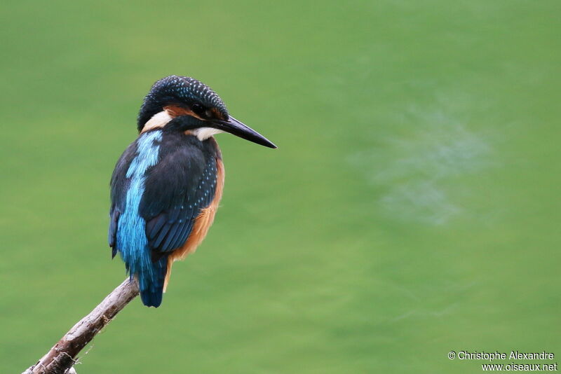 Common Kingfisheradult