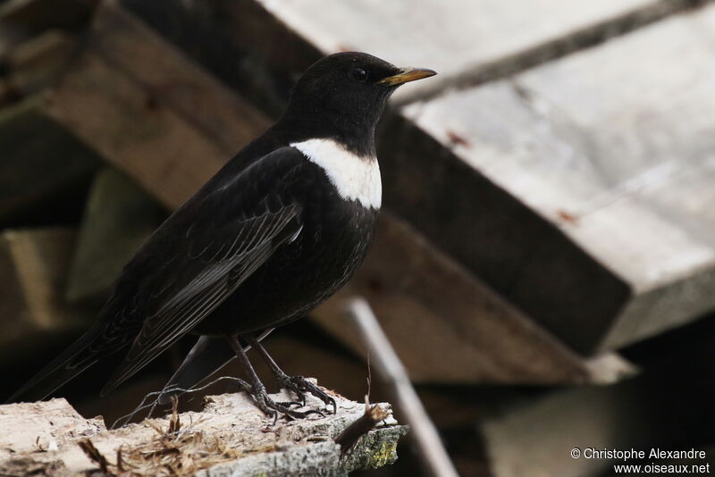 Ring Ouzel male adult