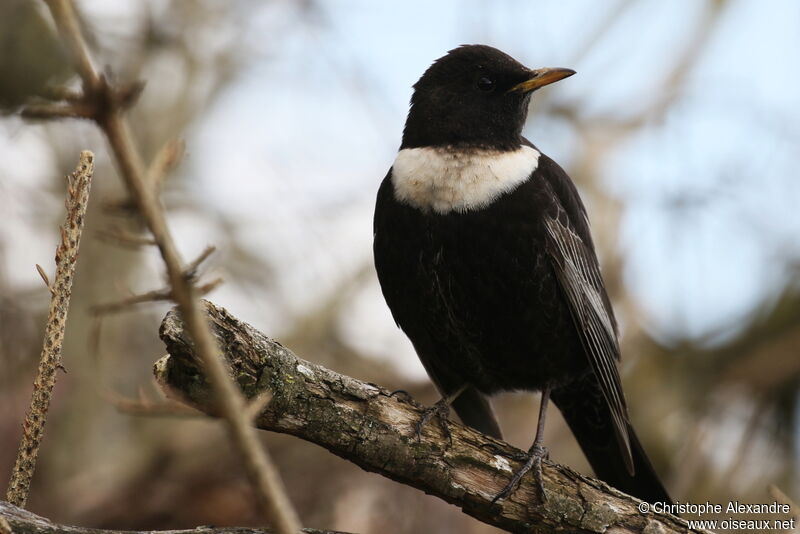 Ring Ouzel male adult