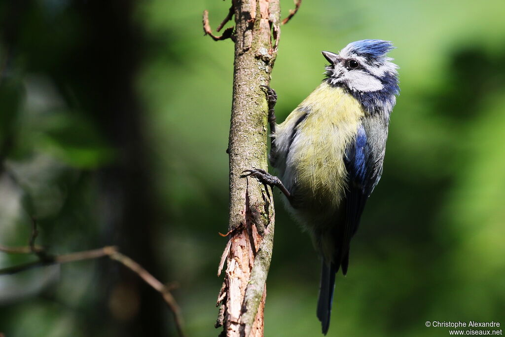 Mésange bleueadulte