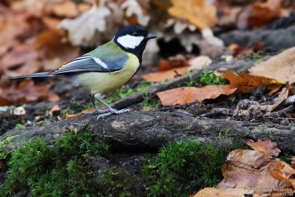 Mésange charbonnièreadulte