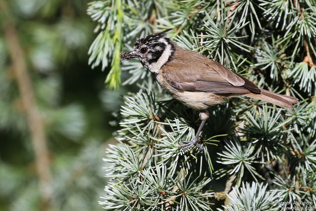 Mésange huppéeadulte