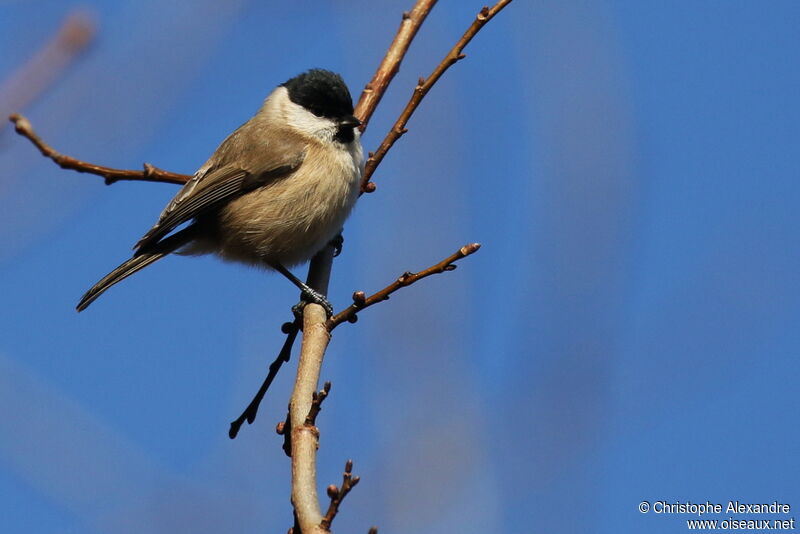 Marsh Titadult