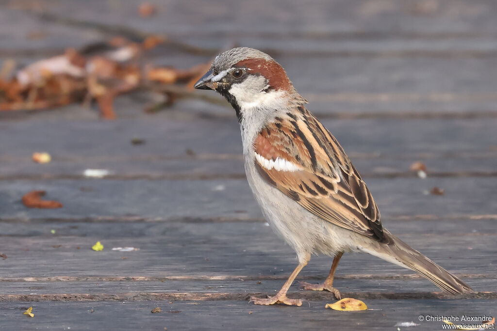 House Sparrow