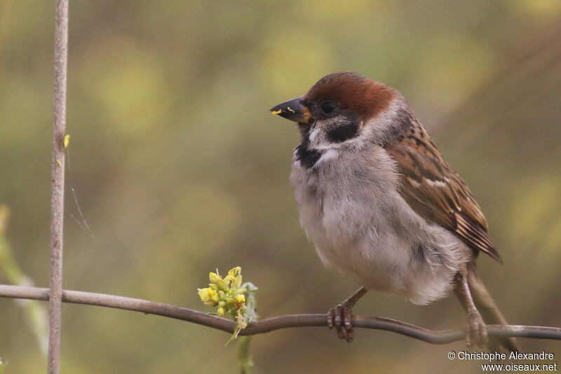 Eurasian Tree Sparrowimmature, eats